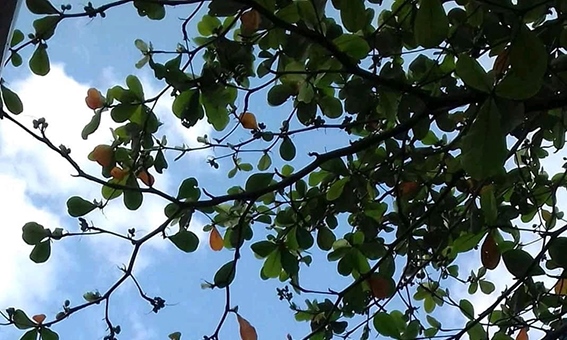 Mùa đông phương Nam